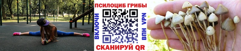где найти   Липецк  Галлюциногенные грибы Psilocybine cubensis 